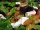 Popular Parsnip Dressing Ideas